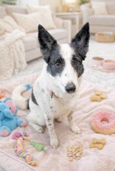 Saluki and Pointer Dogs Available for Adoption - Pickles | PetCurious