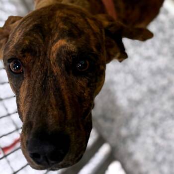 Rescue Plott Hound Dogs for Adoption in Madisonville, Tennessee - Chief | PetCurious
