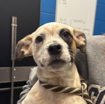Rescue Australian Cattle Dog Blue Heeler Dogs for Adoption in Golden, Colorado - Cindy | PetCurious