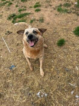 Australian Cattle Dog Blue Heeler Dogs Available for Adoption in Augusta, West Virginia - Toby | PetCurious
