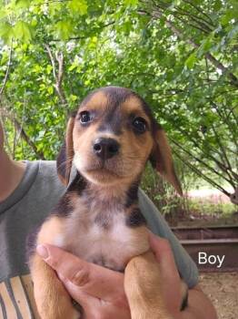 CARTER -  Beagle Dog for Adoption in Newaygo, Michigan - CARTER | PetCurious