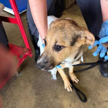 German Shepherd Dog Dogs Available for Adoption in Birmingham, Alabama - Giselle | PetCurious