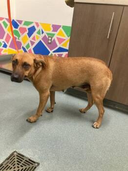 SANDY -  Black Mouth Cur and German Shepherd Dog Dog for Adoption in Baytown, Texas - SANDY | PetCurious