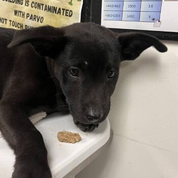 Rescue Affenpinscher Dogs for Adoption in Parrish, Alabama - Hazel | PetCurious