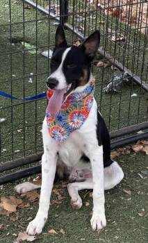 Rescue Border Collie Dogs for Adoption in Woodland, California - Wallace | PetCurious
