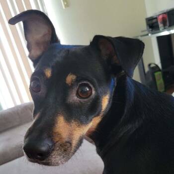 Rescue Chihuahua Dogs for Adoption in New Orleans, Louisiana - Reggie | PetCurious