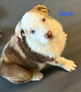 Australian Shepherd and Pit Bull Terrier Dogs Available for Adoption - Virgin River :  Jack | PetCurious