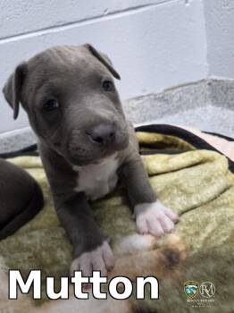 Pit Bull Terrier Dogs Available for Adoption in Rocky Mount, North Carolina - Mutton | PetCurious