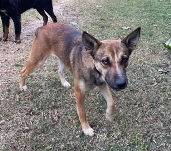 German Shepherd Dog and Mixed Breed Dogs Available for Adoption - CHAI | PetCurious
