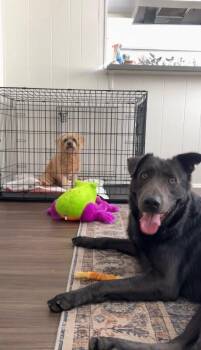 Potter -  German Shepherd Dog Dog for Adoption in Manhattan Beach, California - Potter | PetCurious