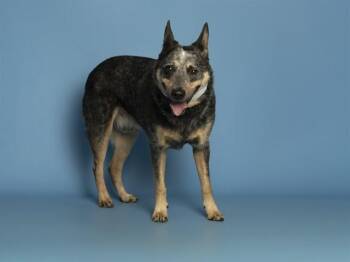 Australian Cattle Dog Blue Heeler Dogs Available for Adoption - CONNOR | PetCurious