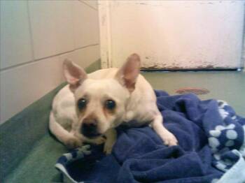 Rescue Mixed Breed Dogs for Adoption in Santa Fe, New Mexico - A172520 | PetCurious