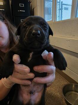Labrador Retriever and Pit Bull Terrier Dogs Available for Adoption in Gold Beach, Oregon - Spade | PetCurious