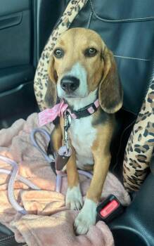 Cupcake -  Beagle Dog for Adoption in Shawnee, Oklahoma - Cupcake | PetCurious
