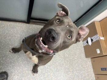 Pit Bull Terrier Dogs Available for Adoption - Koa | PetCurious