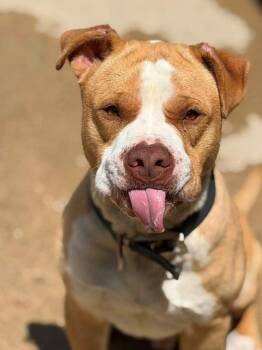 Chip -  Pit Bull Terrier Dog for Adoption in Louisville, Illinois - Chip | PetCurious