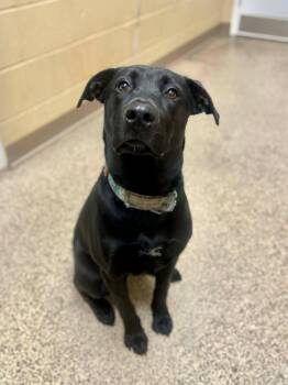 Rescue Black Labrador Retriever Dogs for Adoption in Fort Payne, Alabama - Mila | PetCurious