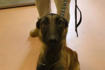 SCOUT -  Mixed Breed Dog for Adoption in Columbia, South Carolina - SCOUT | PetCurious
