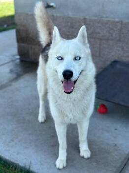Rescue Siberian Husky Dogs for Adoption in Manteca, California - Simon | PetCurious