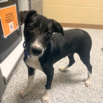 Skedaddle -  Border Collie Dog for Adoption in Cheyenne, Wyoming - Skedaddle | PetCurious