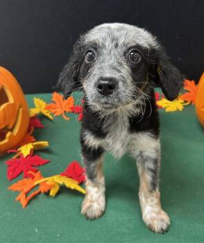 Rescue Australian Cattle Dog Blue Heeler Dogs for Adoption in Neillsville, Wisconsin - Peppermint Patty | PetCurious