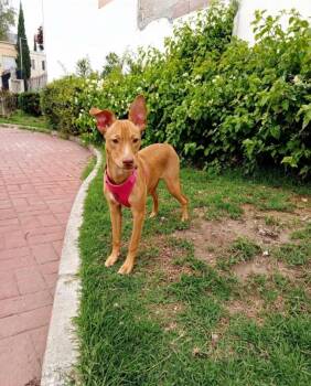 Sally -  Portuguese Podengo and Hound Dog for Adoption in San Diego, California - Sally | PetCurious