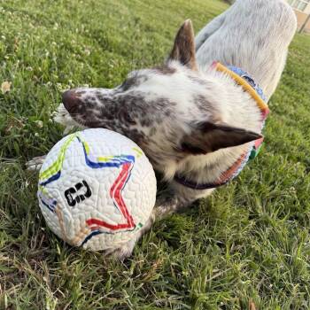 PAXTON now BARNABUS -  Australian Cattle Dog Blue Heeler Dog for Adoption in Richmond, California - PAXTON Now BARNABUS | PetCurious