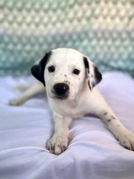 Australian Cattle Dog Blue Heeler Dogs Available for Adoption - Phil | PetCurious