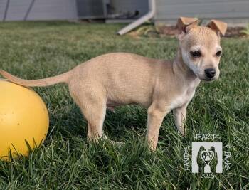 Rescue Chihuahua Dogs for Adoption in Omaha, Nebraska - Nico | PetCurious