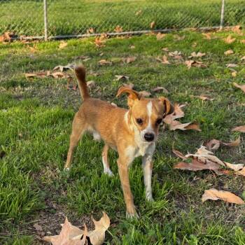 Chihuahua Dogs Available for Adoption - Duke | PetCurious