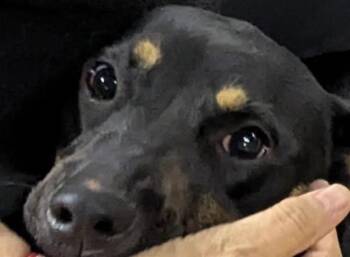 Rescue Australian Kelpie Dogs for Adoption in Port Barrington, Illinois - Ruby | PetCurious