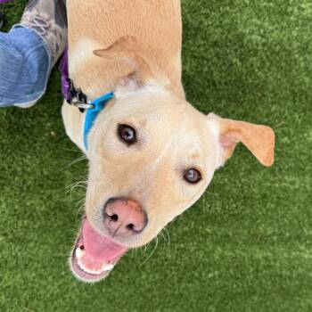 Mixed Breed and Labrador Retriever Dogs Available for Adoption in Naperville, Illinois - Bolt | PetCurious