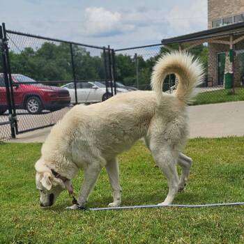 Great Pyrenees Dogs Available for Adoption in Tulsa, Oklahoma - Sunflower | PetCurious