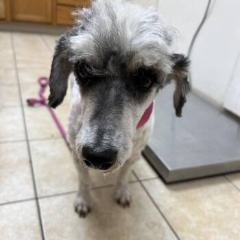 #52 -  Miniature Poodle Dog for Adoption in Pekin, Illinois - #52 | PetCurious