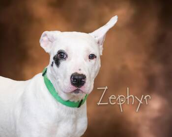 Rescue Pit Bull Terrier Dogs for Adoption in Somerset, Pennsylvania - Zephyr | PetCurious