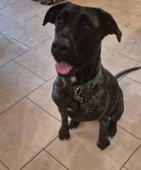 Bella -  Cane Corso Dog for Adoption in Woodstock, Ontario - Bella | PetCurious