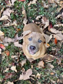 Tater Tot Potato -  Black Mouth Cur Dog for Adoption in Boston, Massachusetts - Tater Tot Potato | PetCurious
