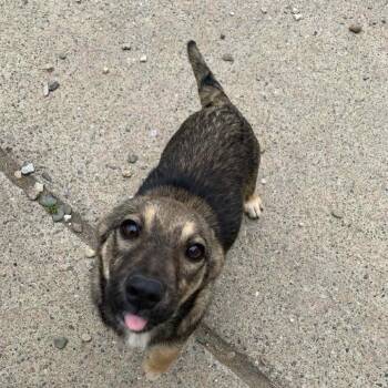 Millie -  Mixed Breed Dog for Adoption - Millie | PetCurious