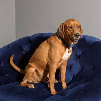 JARVIS -  Redbone Coonhound and Mixed Breed Dog for Adoption in Brock, Texas - JARVIS | PetCurious
