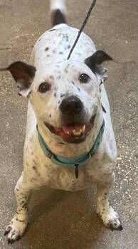 Sid Da Kid -  Mixed Breed Dog for Adoption in Ocala, Florida - Sid Da Kid | PetCurious