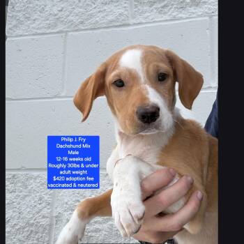 Dachshund Dogs Available for Adoption in Oviedo, Florida - Phillip J. Fry | PetCurious