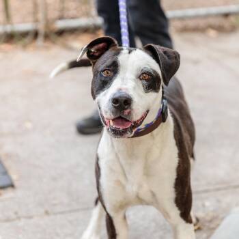 Pit Bull Terrier Dogs Available for Adoption in Oakland, California - Madeline | PetCurious