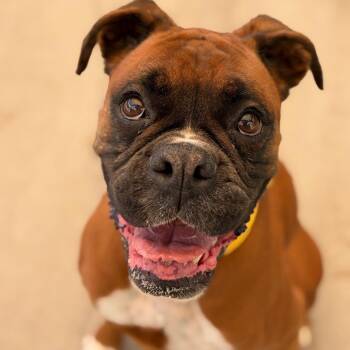 Athena -  Boxer and None Dog for Adoption in Durango, Colorado - Athena | PetCurious