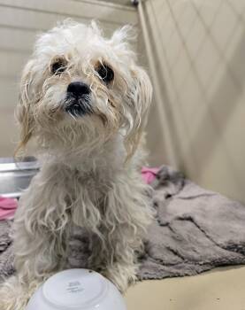 Maltipoo Dogs Available for Adoption - 26-95 Coco | PetCurious