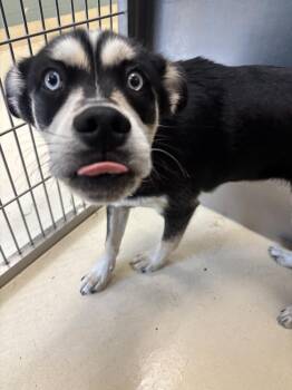 Jasper -  Husky and Pug Dog for Adoption in Kalamazoo, Michigan - Jasper | PetCurious