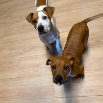 Mixed Breed Dogs Available for Adoption in West Olive, Michigan - Bart | PetCurious