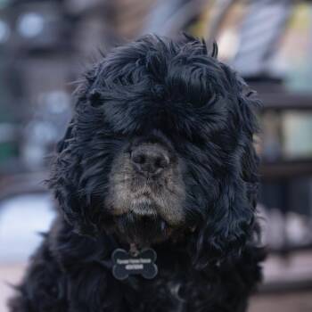 Brooke -  Cocker Spaniel Dog for Adoption in Calgary, Alberta - Brooke | PetCurious