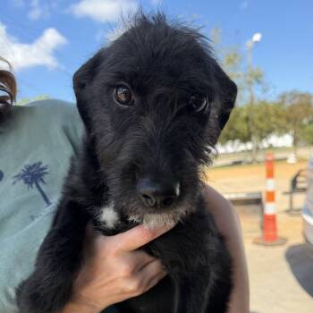 Obsidian -  Labrador Retriever and Terrier Dog for Adoption in Columbia, South Carolina - Obsidian | PetCurious
