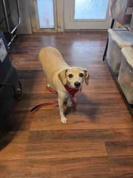 McKinley -  Beagle Dog for Adoption in Las Vegas, Nevada - McKinley | PetCurious