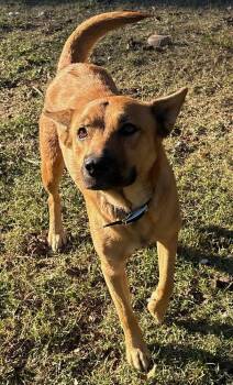 Rescue Shepherd and Husky Dogs for Adoption in Calera, Alabama - Lola | PetCurious